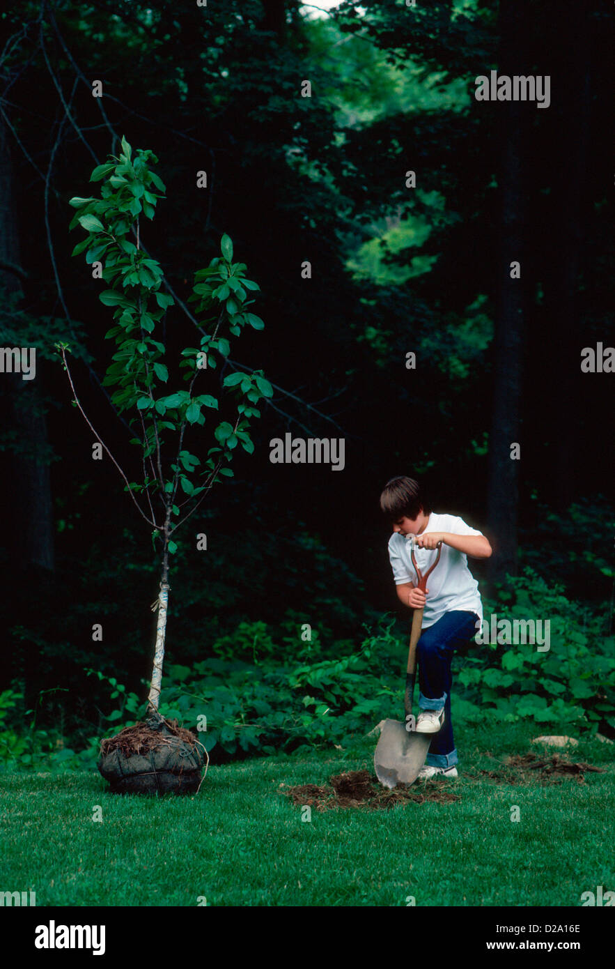 Boy Planting Tree, Digging Hole Stock Photo - Alamy