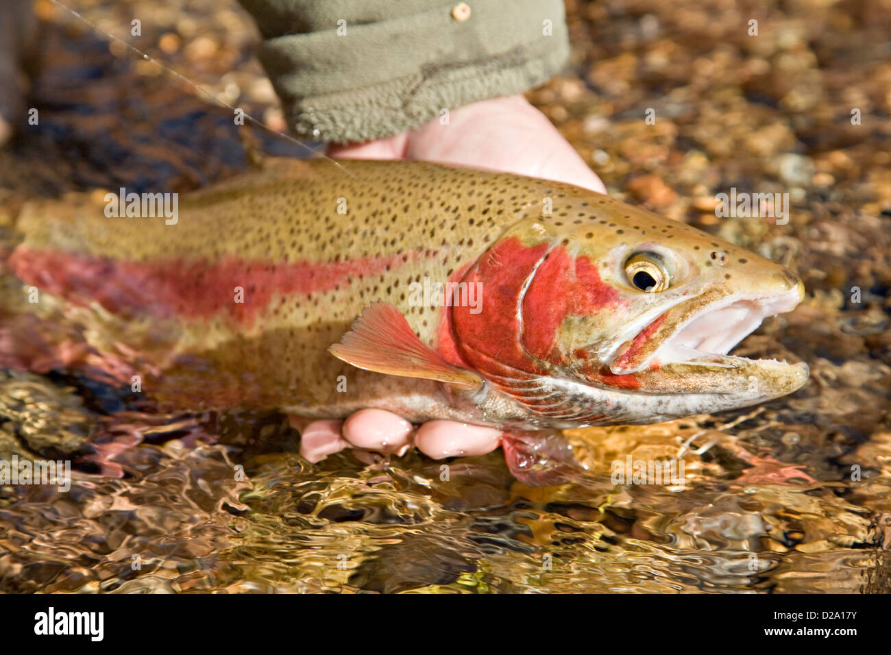 Hands of a fly fisherman releasing a spawning rainbow trout into the Colorado River near Lee's Ferry, Arizona Stock Photo