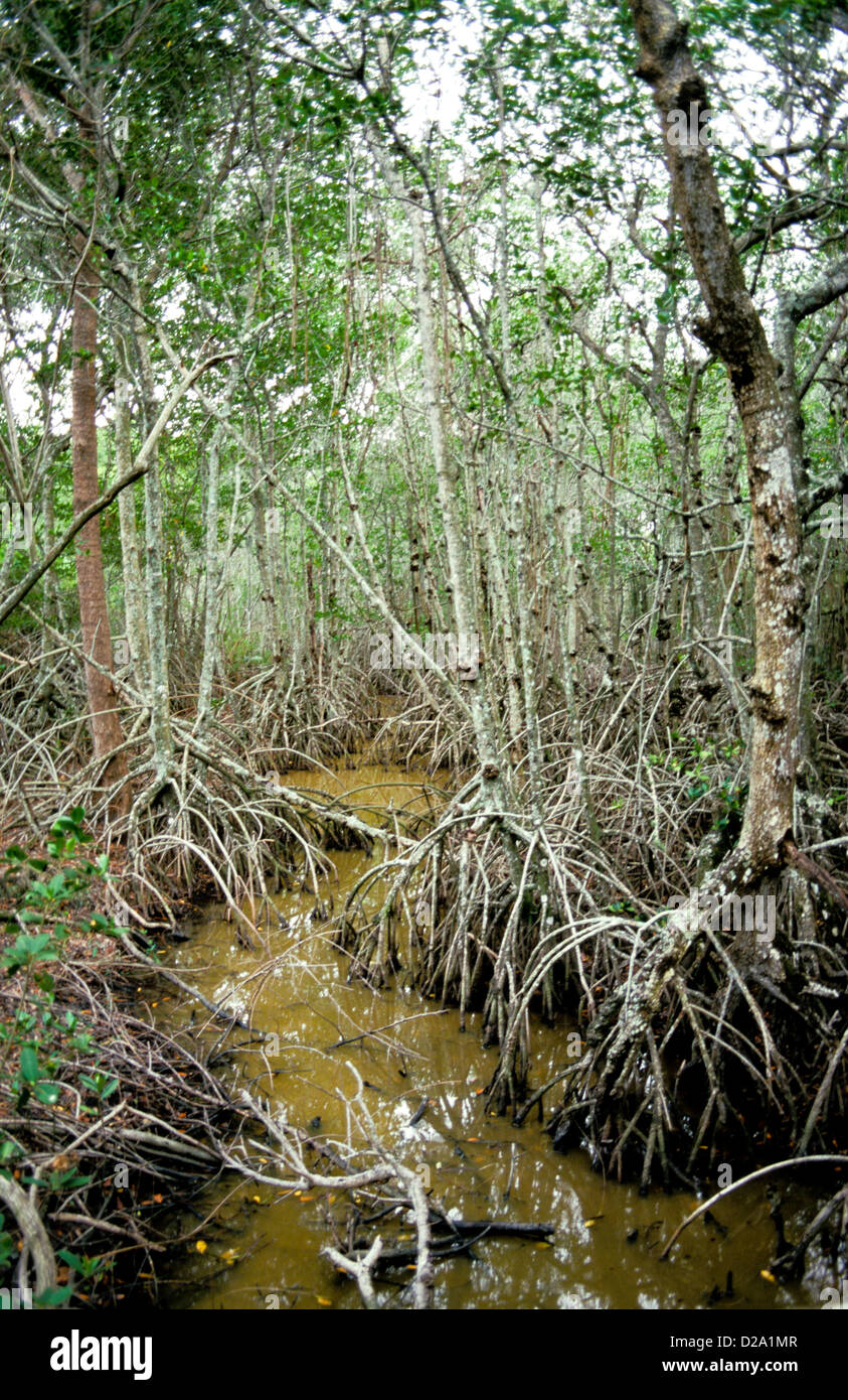 Florida, Stuart. Coastal Science Center. Mangrove Trees. Stock Photo