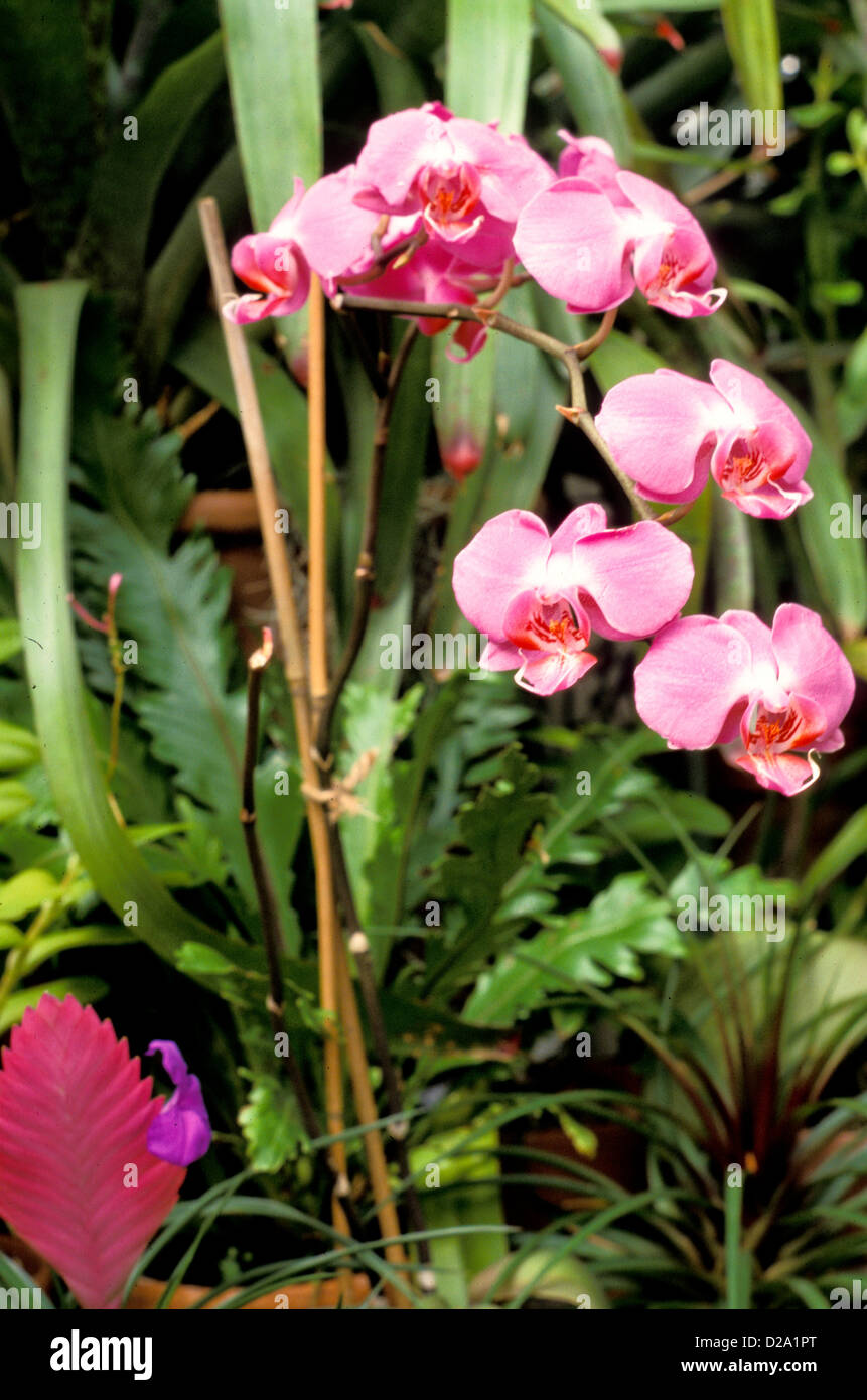 North Carolina, Asheville. Pink Orchids In Conservatory At Biltmore Estate. Stock Photo