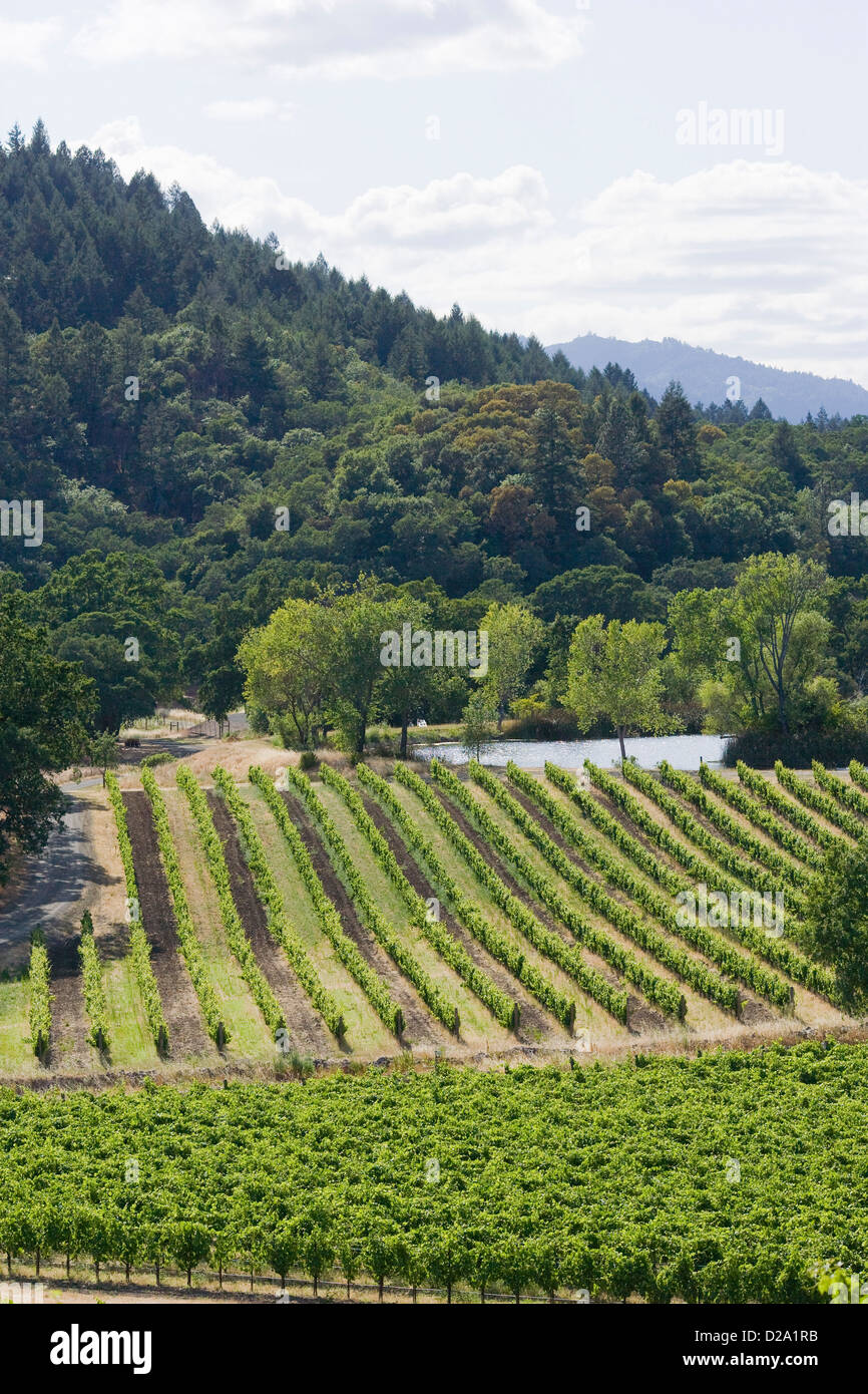 Napa Valley California, Vineyards, Wine Grapes on Vine Stock Photo