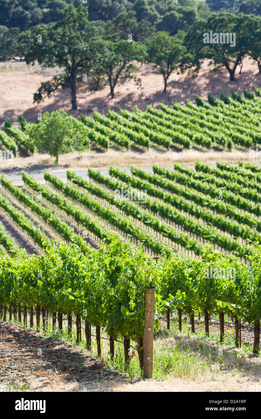 Napa Valley California, Vineyards, Wine Grapes on Vine Stock Photo
