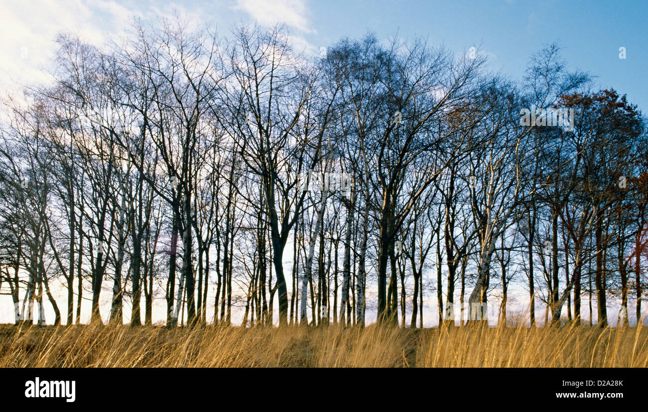 Woodland copse hi-res stock photography and images - Alamy