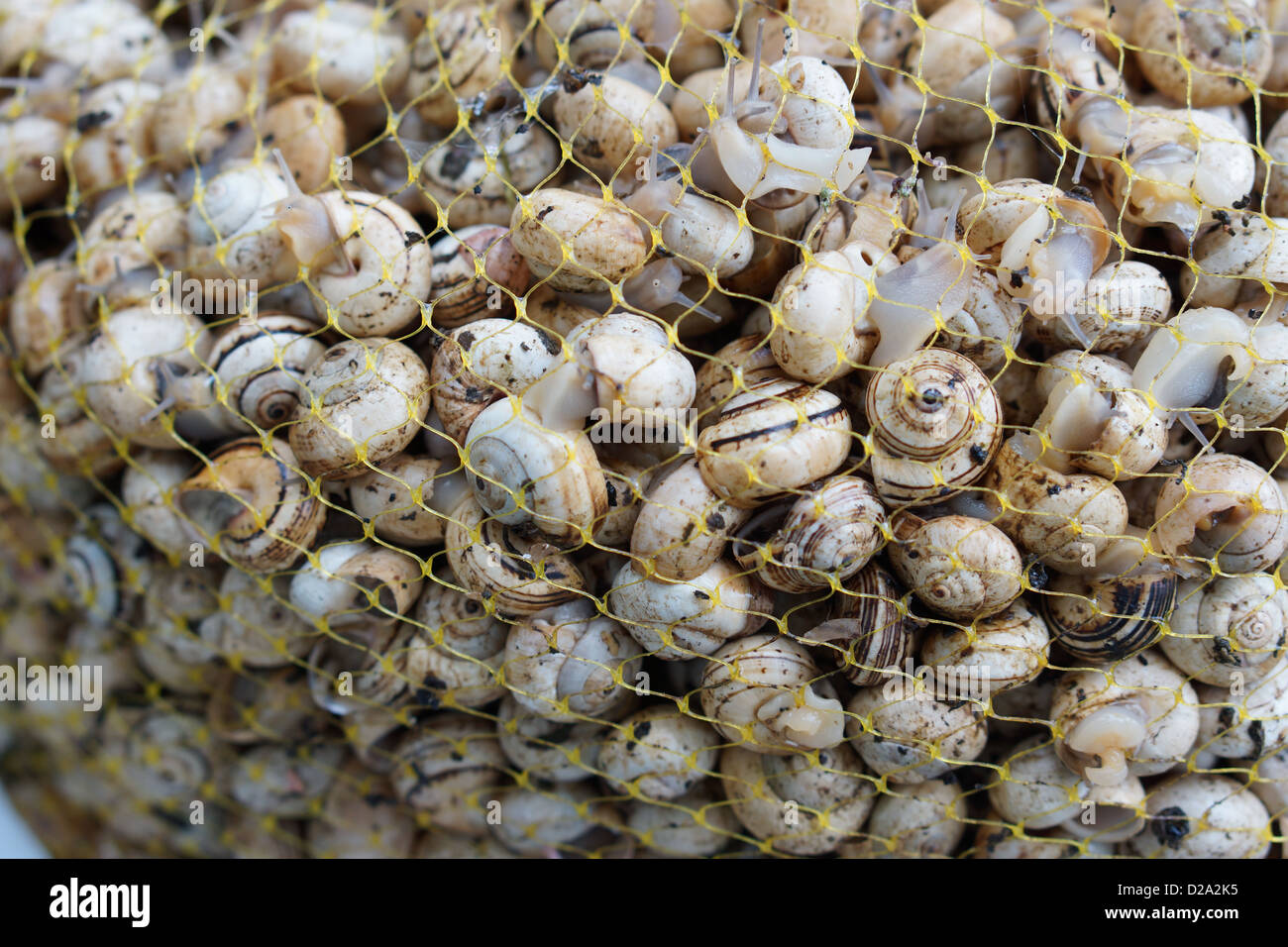 snails food spain andalusia Stock Photo Alamy