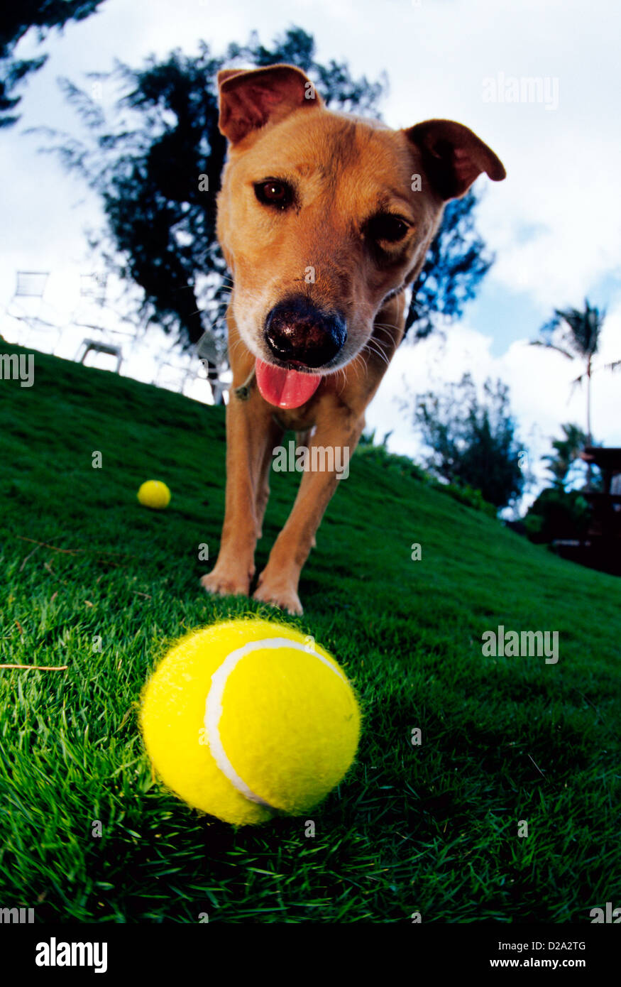 Golden Lab/Mutt Dog With Tennis Ball Stock Photo Alamy