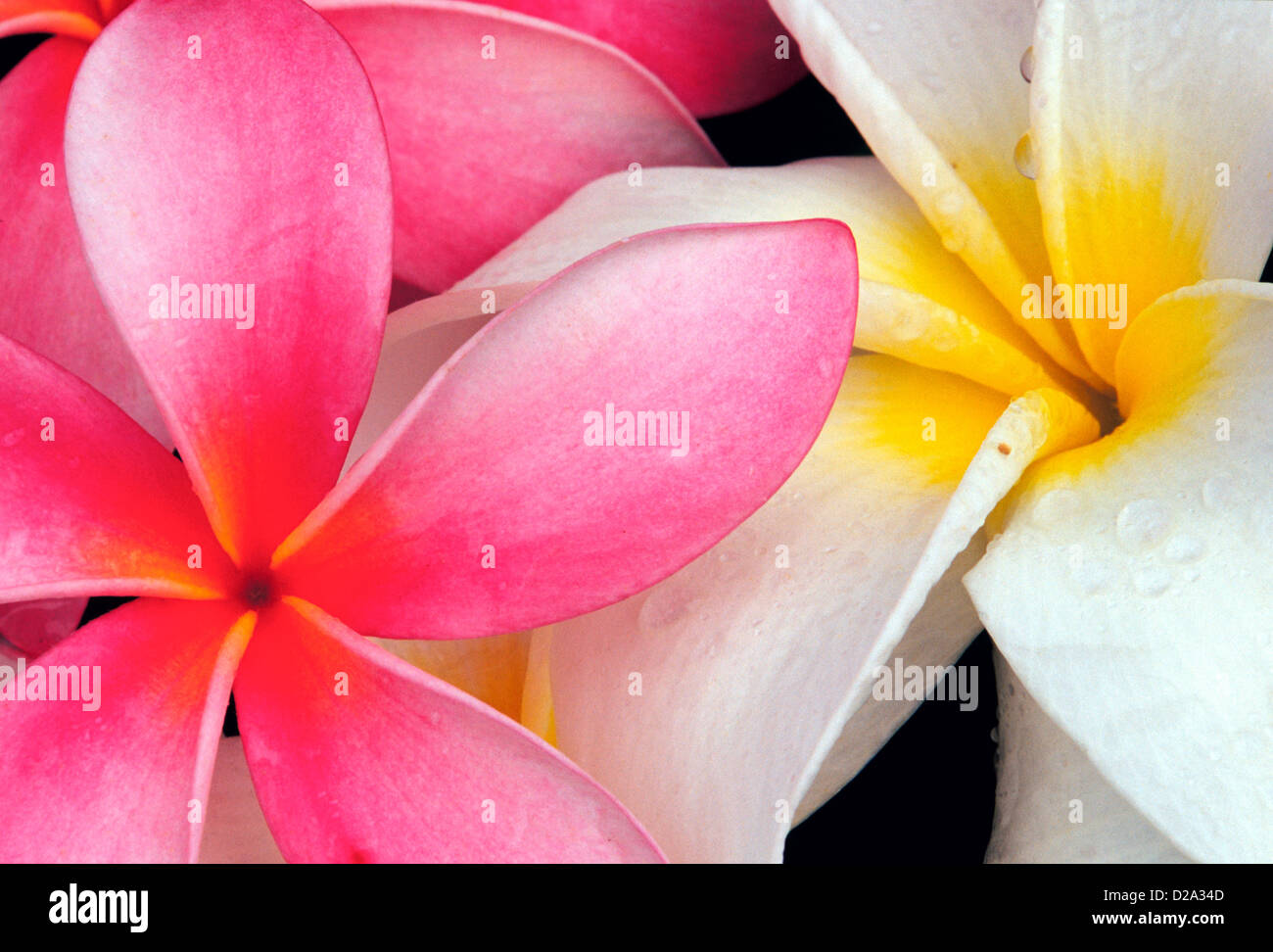 Hawaii. White And Red Plumeria (Frangiapani) Flowers. Tropical Stock Photo