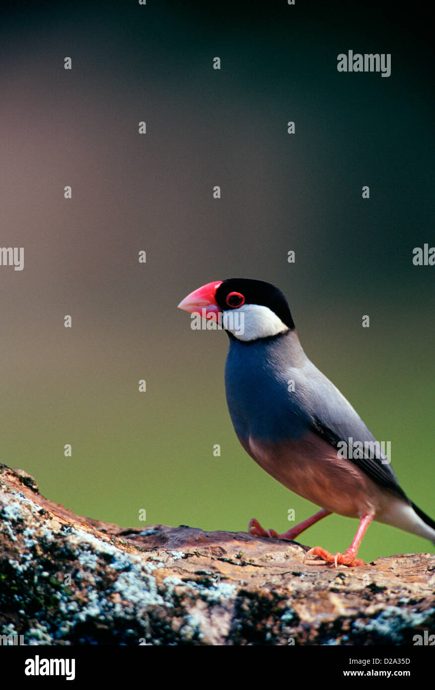 Java Sparrow (Padda Oryzivora). Introduced Species. Oahu, Hawaii. Stock Photo