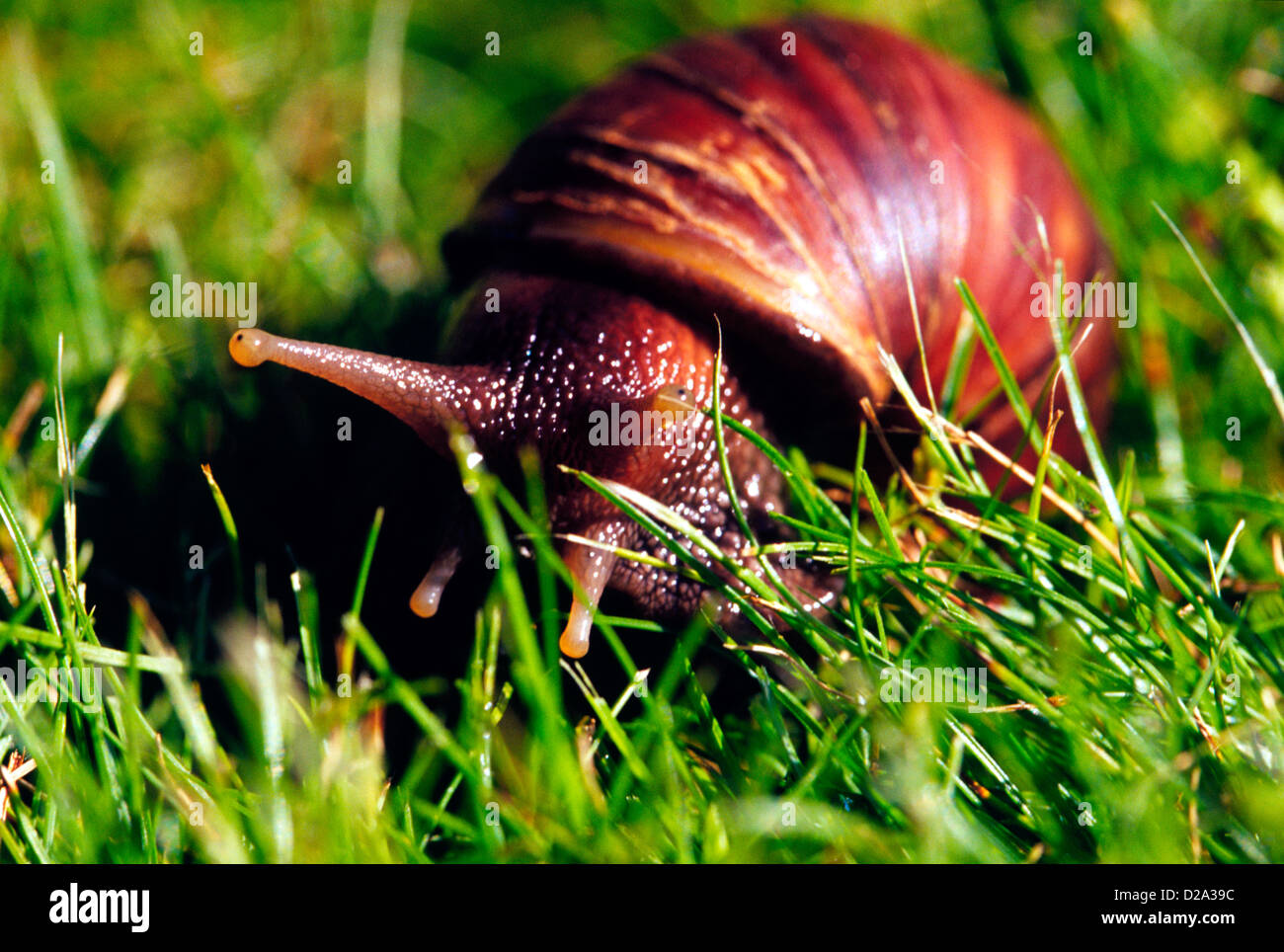 Hawaii, Oahu. Giant African Snail Stock Photo Alamy