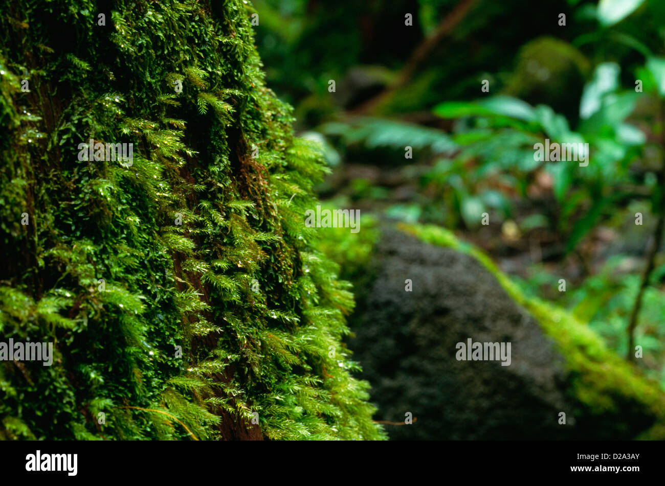 Hawaii, Oahu. Moss Covered Trees And Rocks On The Manoa Falls Trail