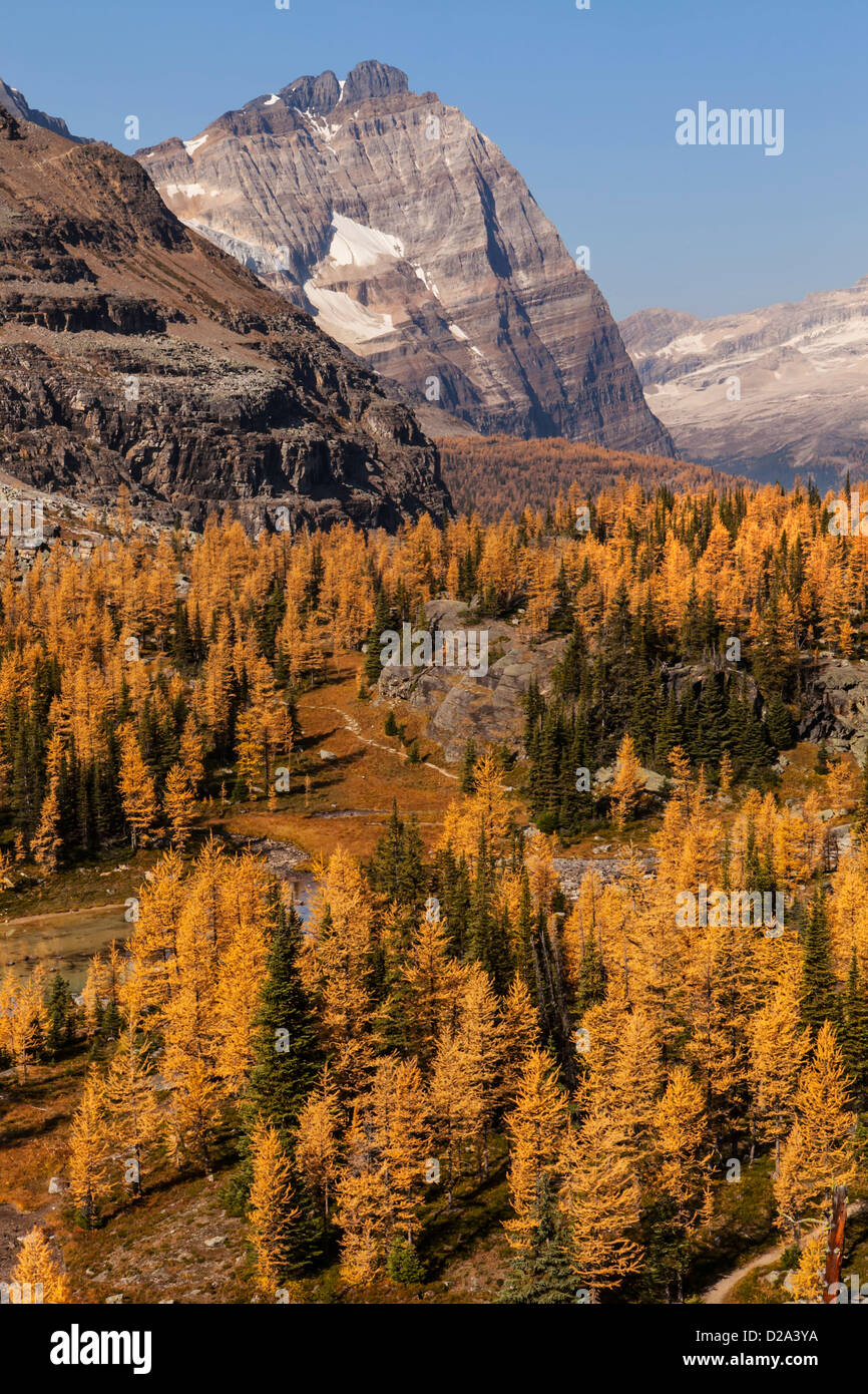 Odaray Mountain above golden larches on Opabin Plateau in fall, Yoho National Park, Canadian Rockies, British Columbia, Canada. Stock Photo