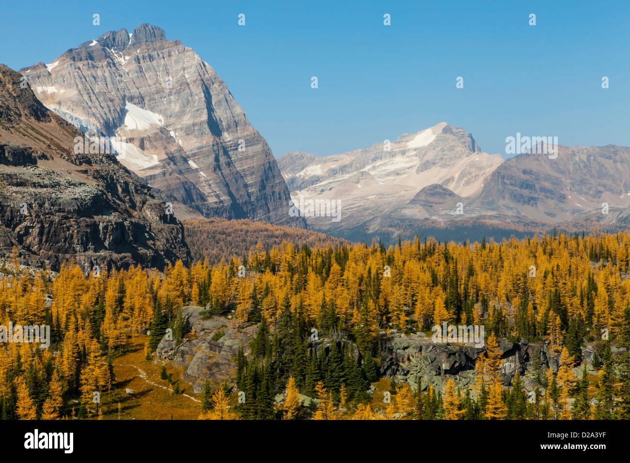 Odaray Mountain above golden larches on Opabin Plateau in fall, Yoho National Park, Canadian Rockies, British Columbia, Canada. Stock Photo