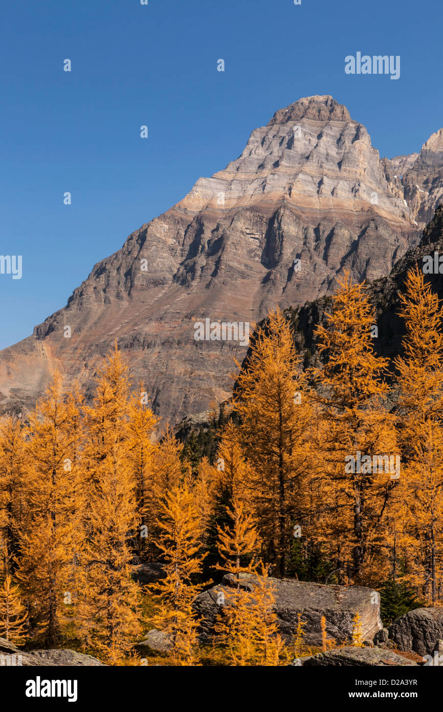 Mount Huber above fall larches on Opabin Plateau in Yoho National Park, Canadian Rockies, British Columbia, Canada. Stock Photo