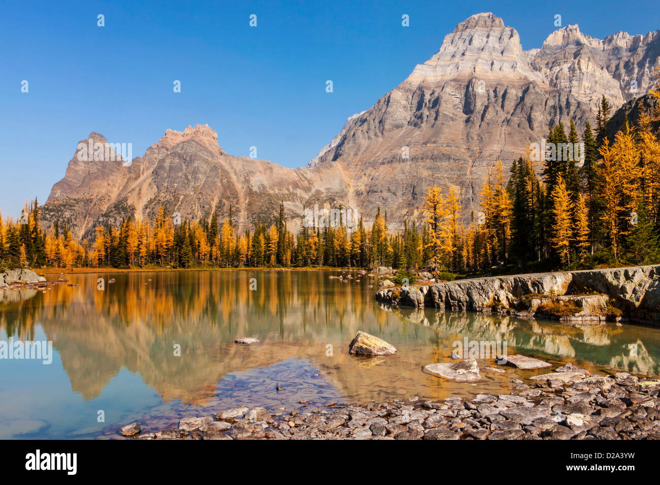 Mount Huber and Wiwaxy Peaks above fall larches, reflected in a lake on Opabin Plateau in Yoho National Park, Canadian Rockies, Stock Photo