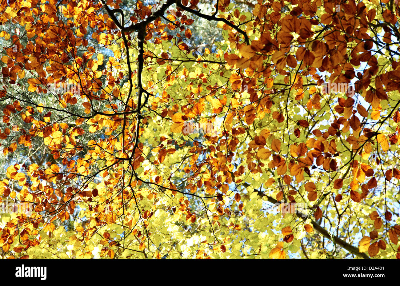 Golden Leaves Autumn Box Hill Surrey UK Stock Photo - Alamy