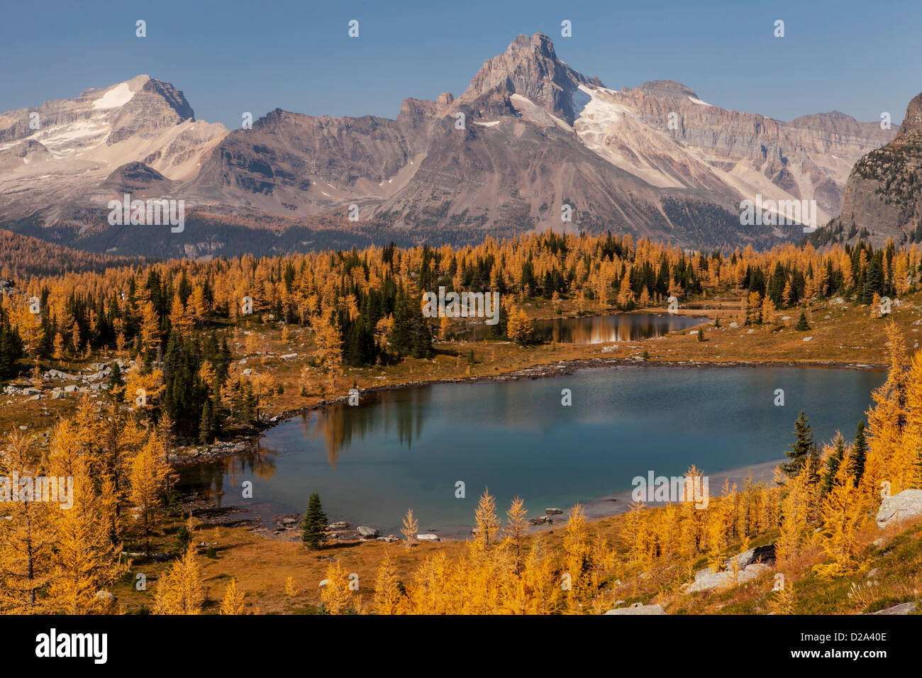 Cathedral Mountain and Mount Stephen above Opabin Lake and fall larches on Opabin Plateau, Yoho National Park, Canadian Rockies, Stock Photo