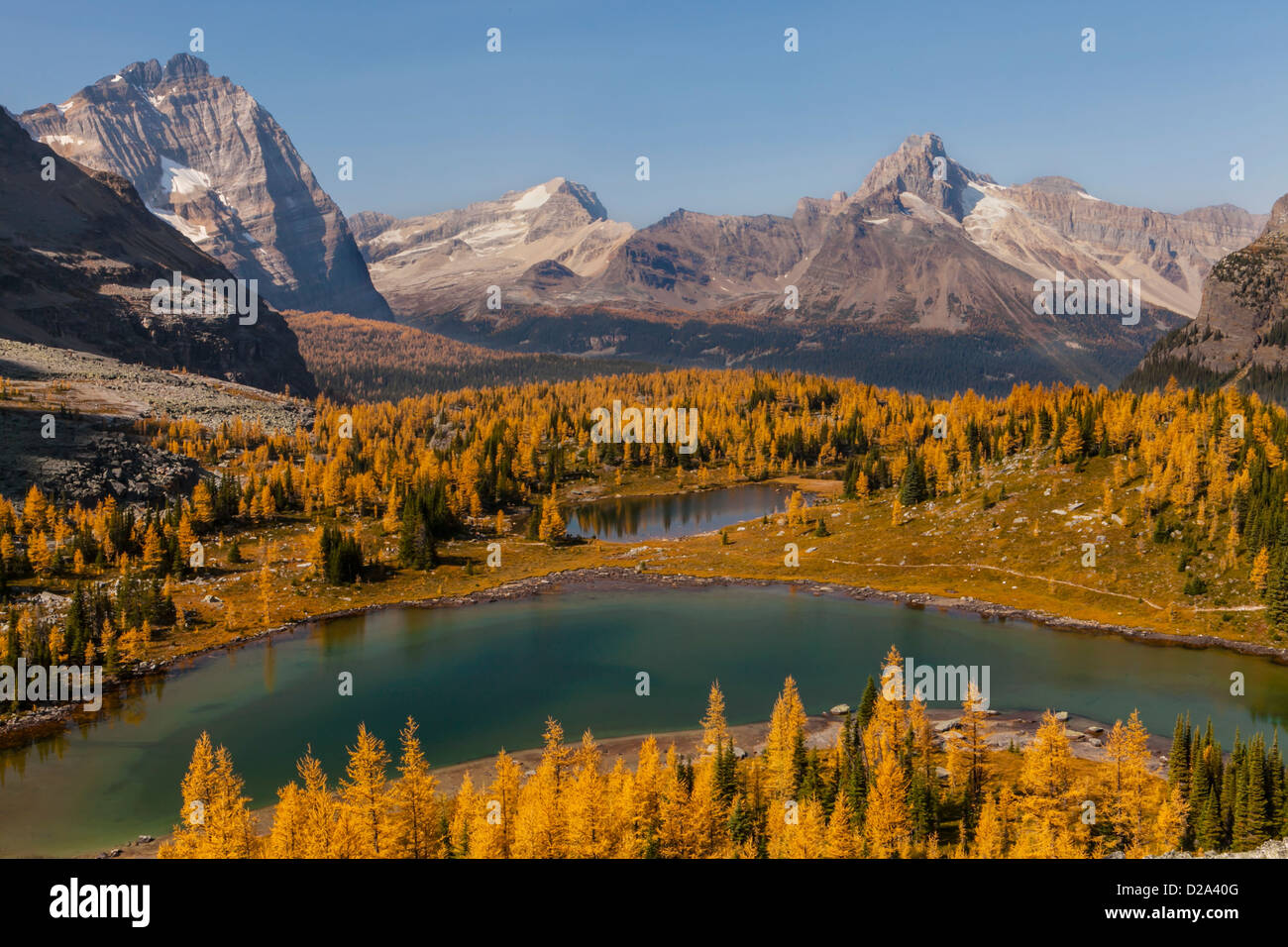 Odaray Mountain and Cathedral Mountain above golden larches on Opabin Plateau in fall, Yoho National Park, British Columbia Stock Photo