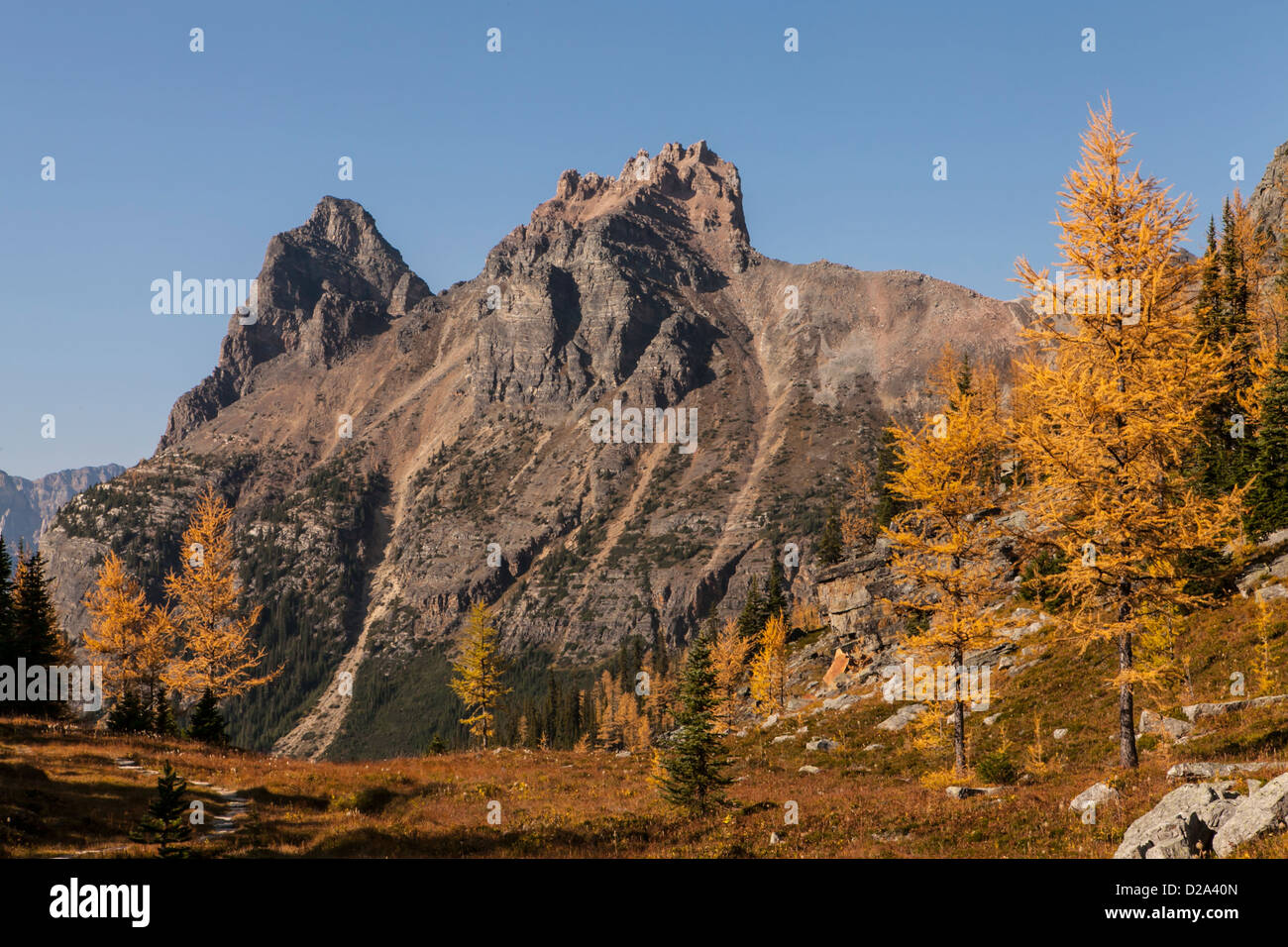 Wiwaxy Peaks above fall larches on Opabin Plateau, Yoho National Park, Canadian Rockies, British Columbia, Canada. Stock Photo