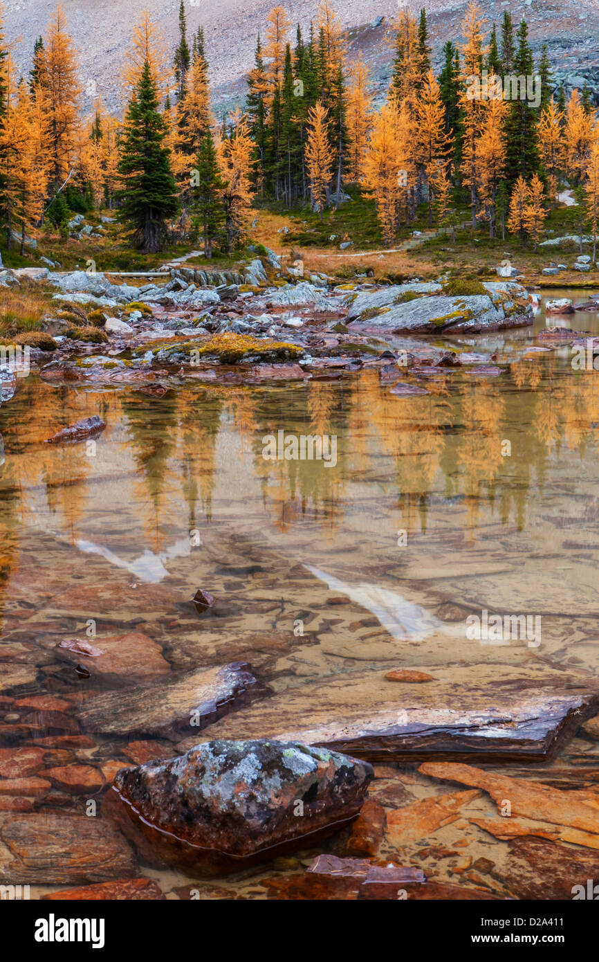 Golden larches reflected in a tarn on Opabin Plateau in fall, Yoho National Park, Canadian Rockies, British Columbia, Canada. Stock Photo