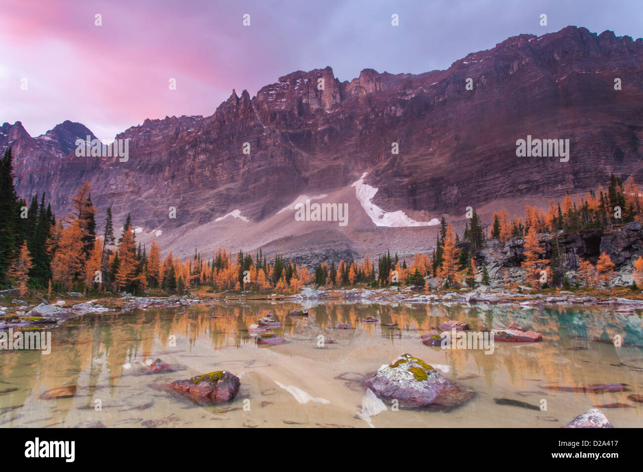 Pink clouds at sunrise above Mount Biddle reflected in a tarn on Opabin Plateau in Yoho National Park, BC, Canada. Stock Photo