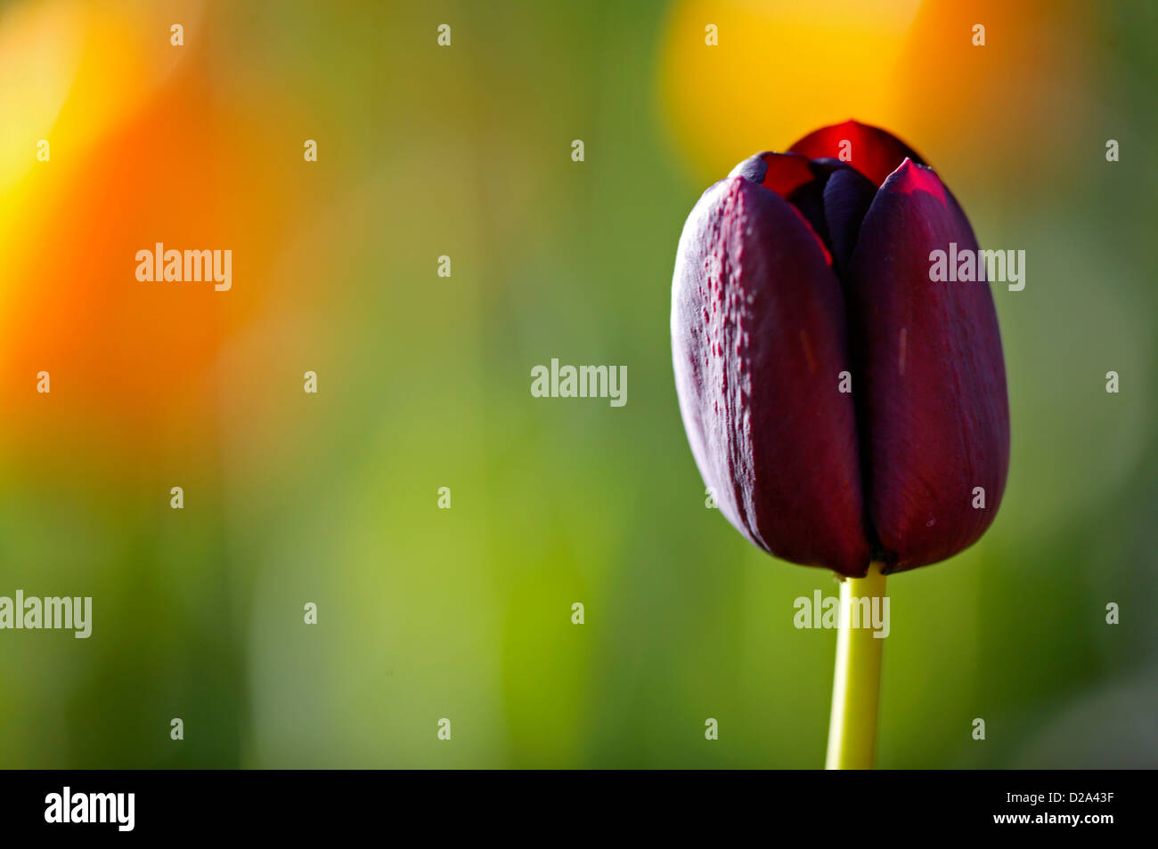 Macro Image Of Tulip Stock Photo