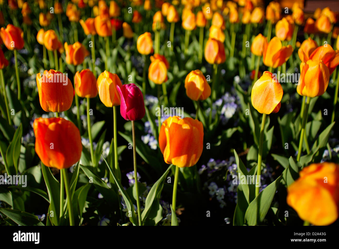 Tulips in spring hi-res stock photography and images - Alamy