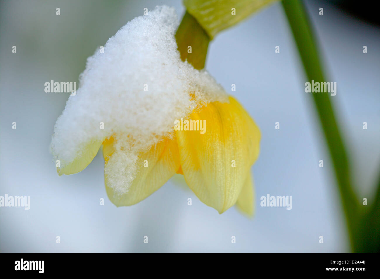 Daffodil Blossom After A Freezing Rain And Snow Storm. Boulder, Colorado Stock Photo Alamy