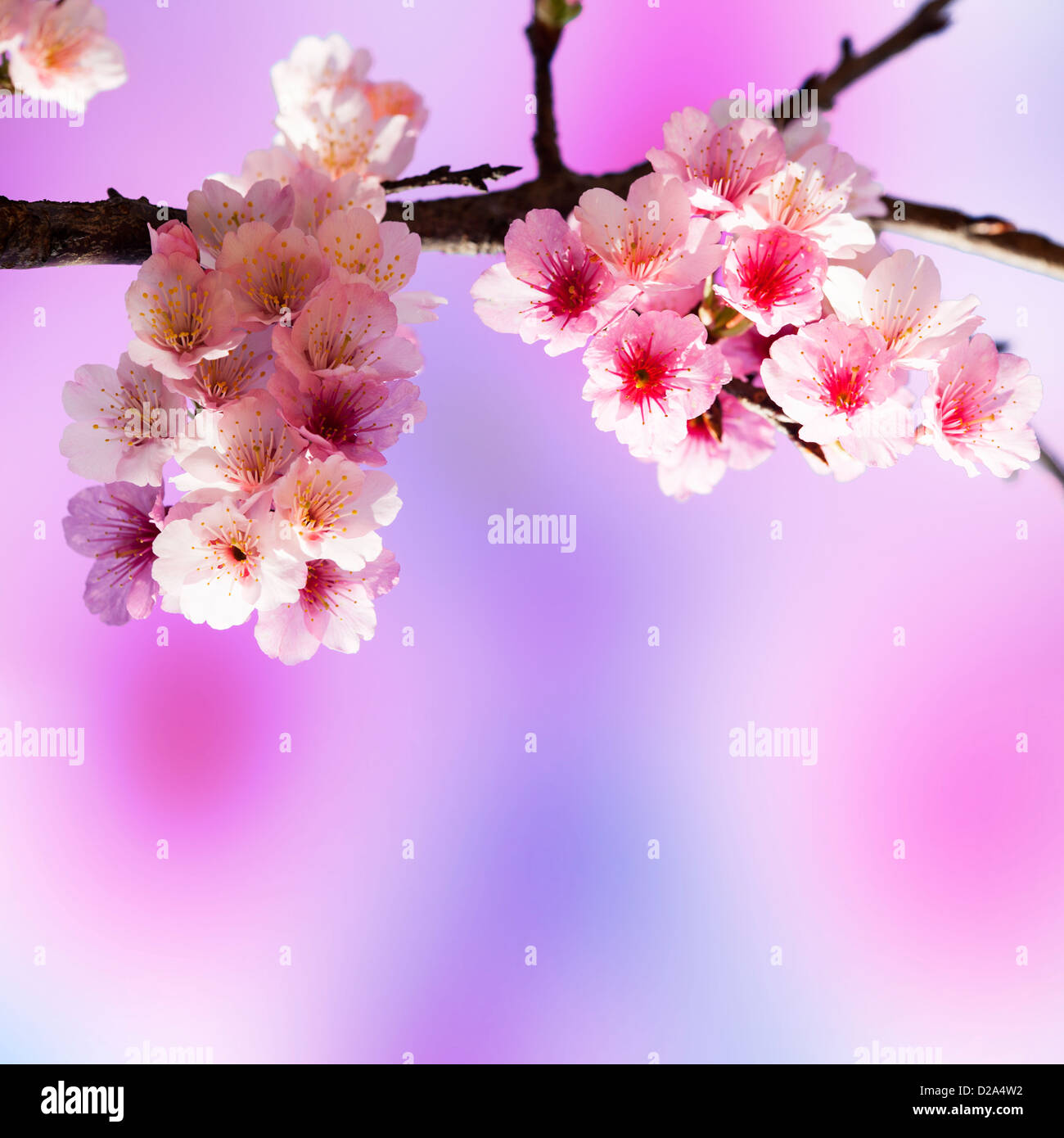Cherry blossoms with nice background color for adv or others purpose ...