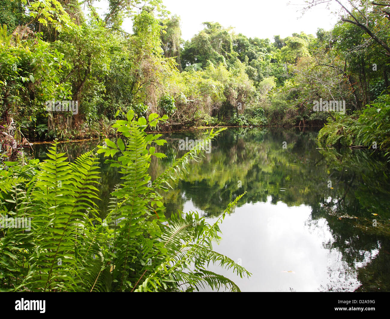 Bracken at a lake Stock Photo Alamy