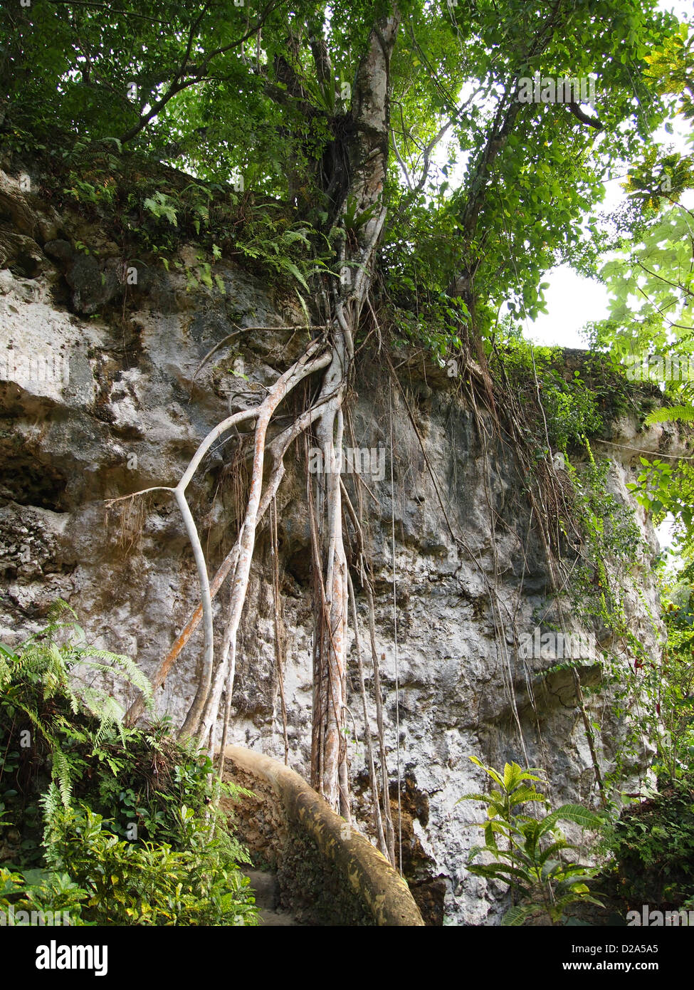 A tree with lots of roots on a mighty rock Stock Photo - Alamy