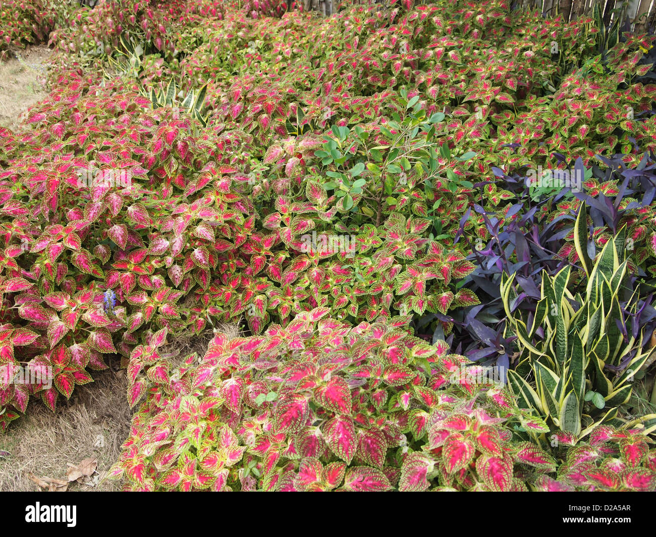 Coleus nettles hi-res stock photography and images - Alamy