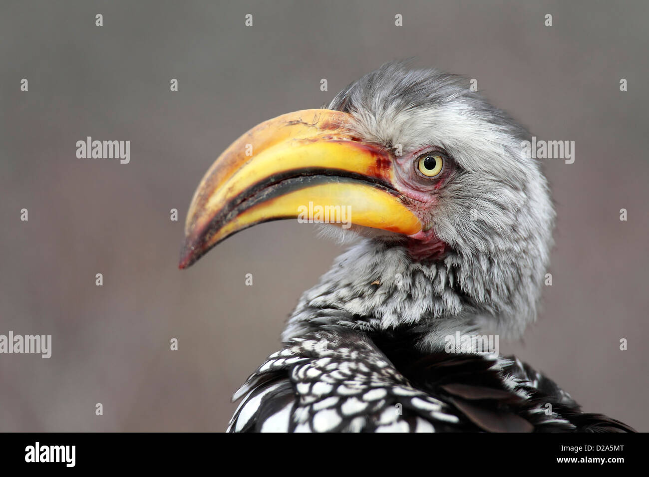 Yellow-Billed Hornbill in the Sabi Sands Game Reserve in South Africa. Stock Photo