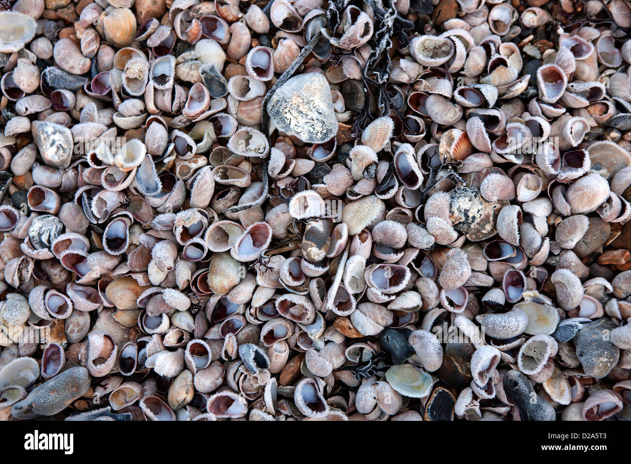Frosted shells on a beach Stock Photo - Alamy