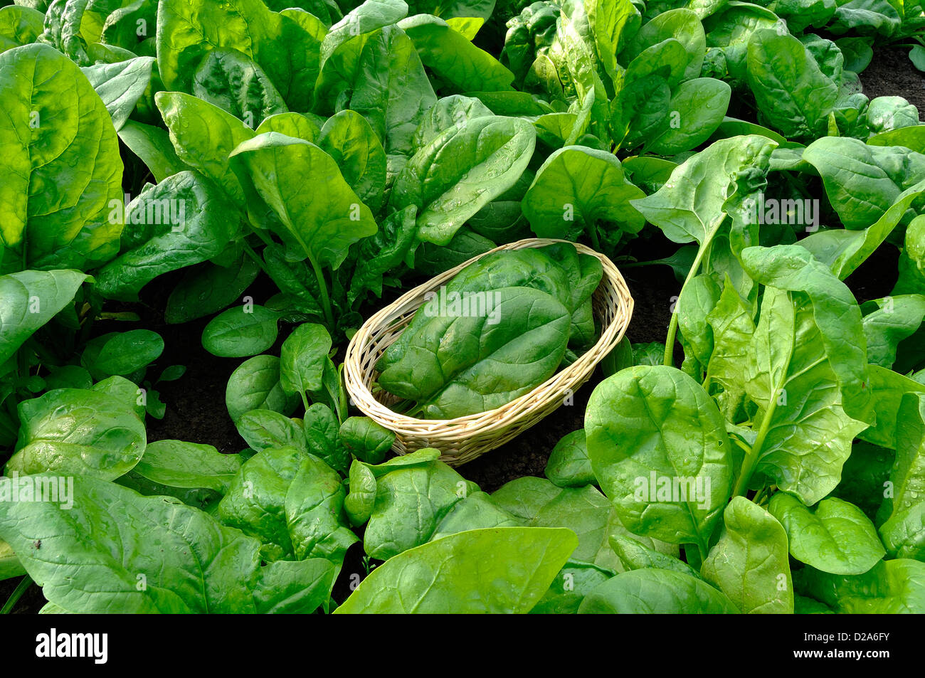 Picking spinach (Spinacia oleracea), variety : 'Matador', in june, in a  vegetable garden Stock Photo - Alamy