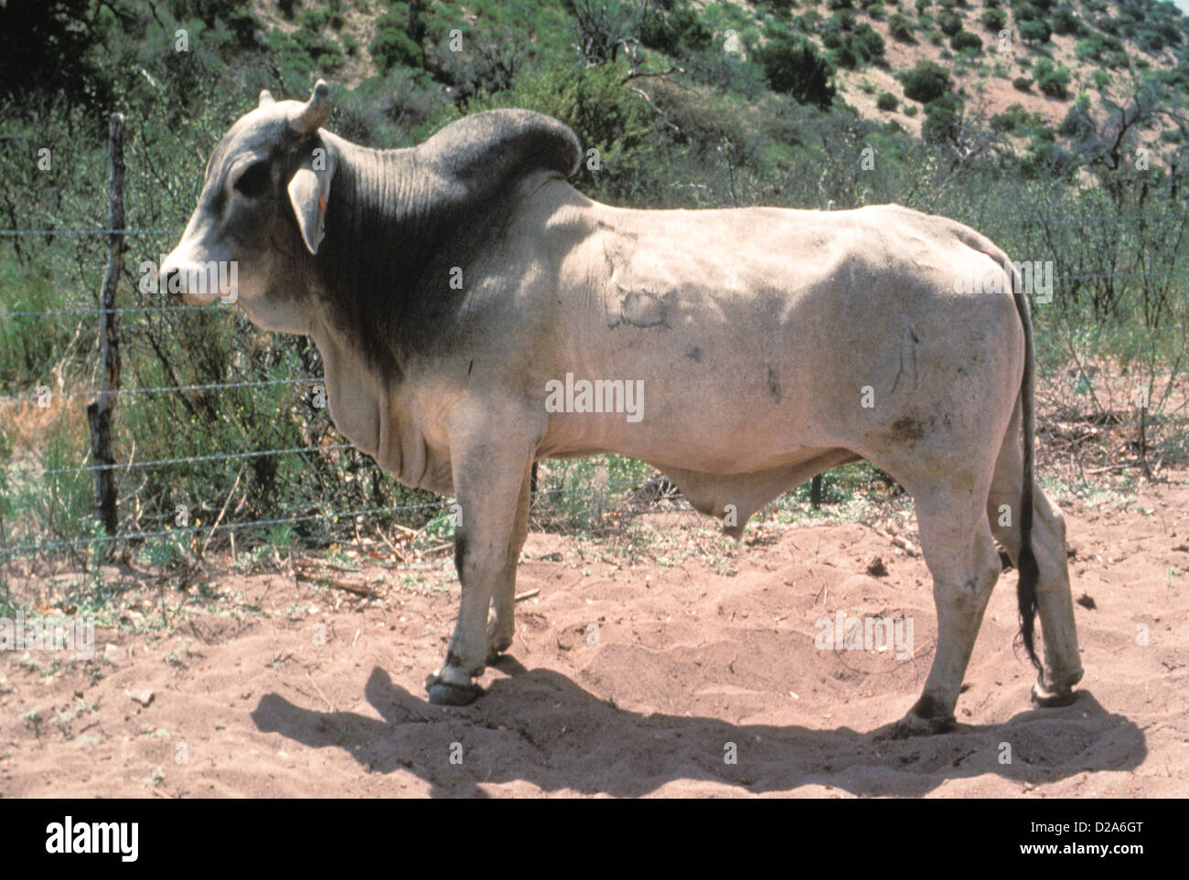 Texas brahma cow agriculture farm animals cattle cows landscape color