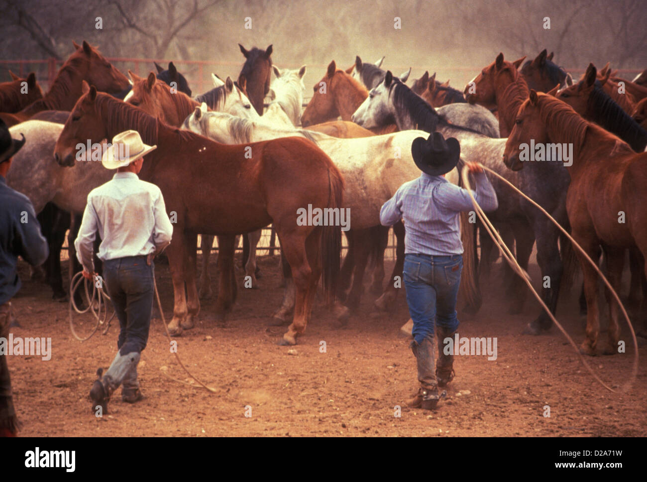 Texas, Pitchfork Ranch, Cowboys Rounding Up Horses Stock Photo Alamy