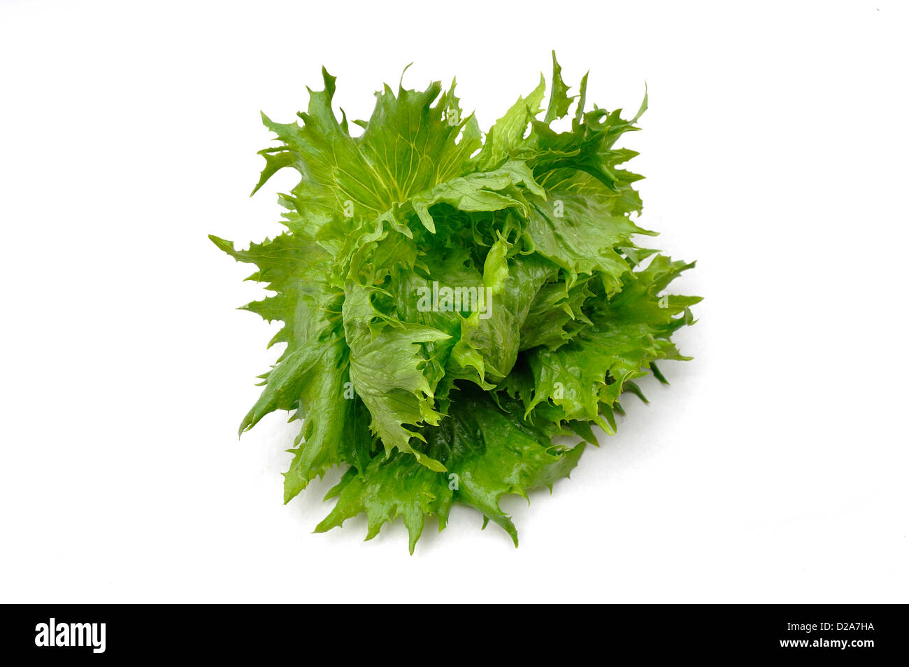 Reine des glaces lettuce hi-res stock photography and images - Alamy