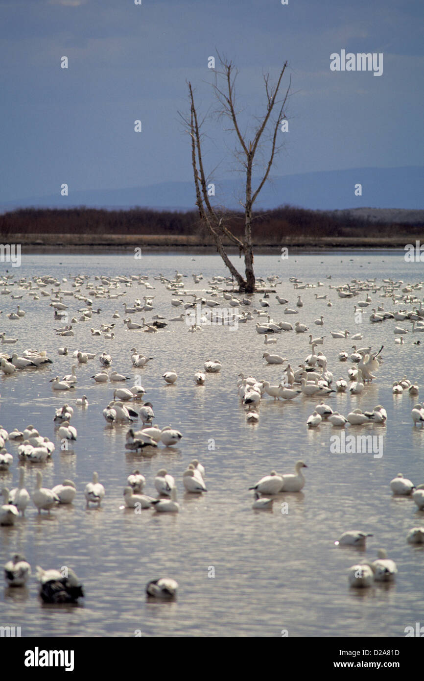 Bosque del apache hi-res stock photography and images - Alamy