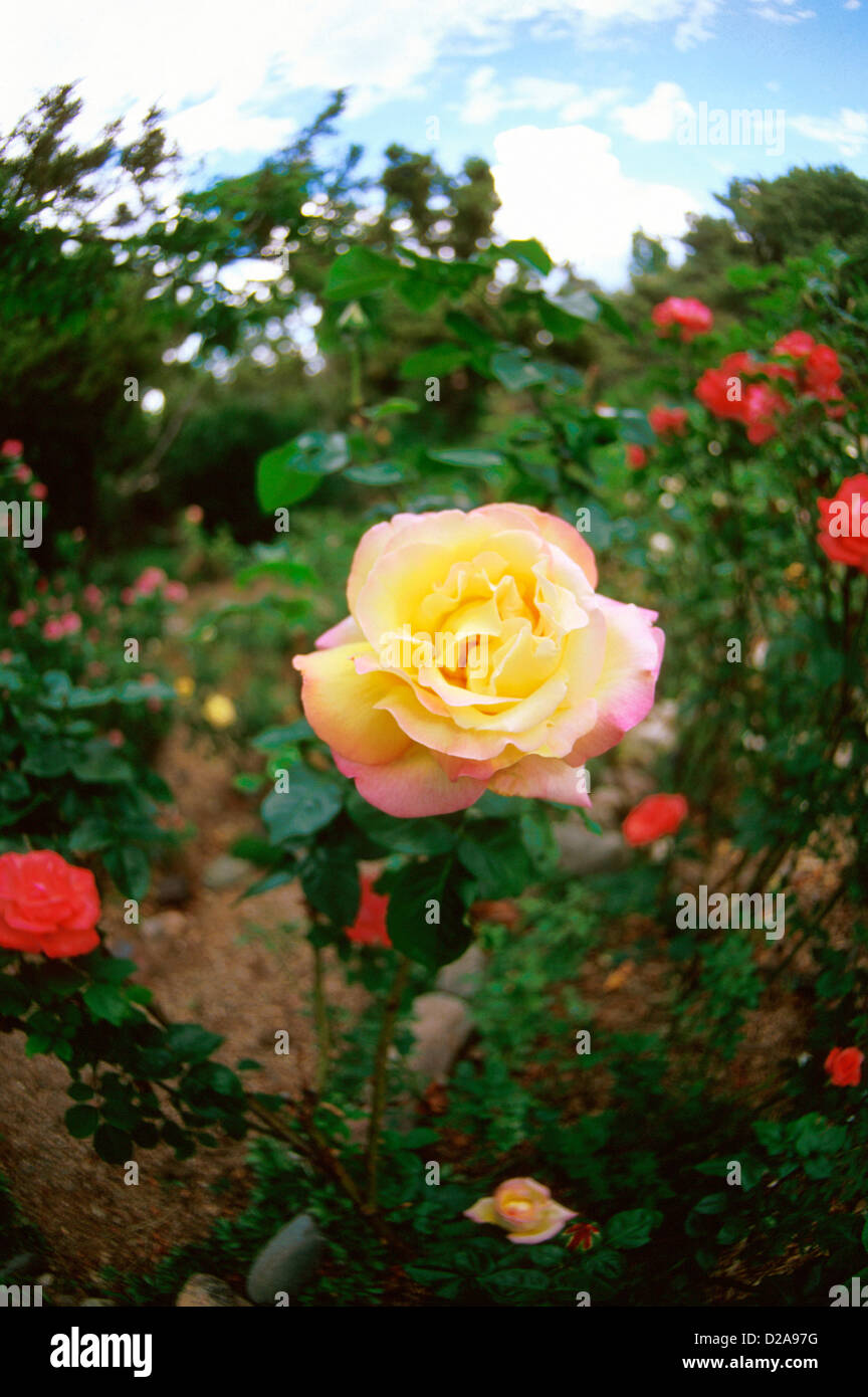 Portrait yellow rose hi-res stock photography and images - Alamy