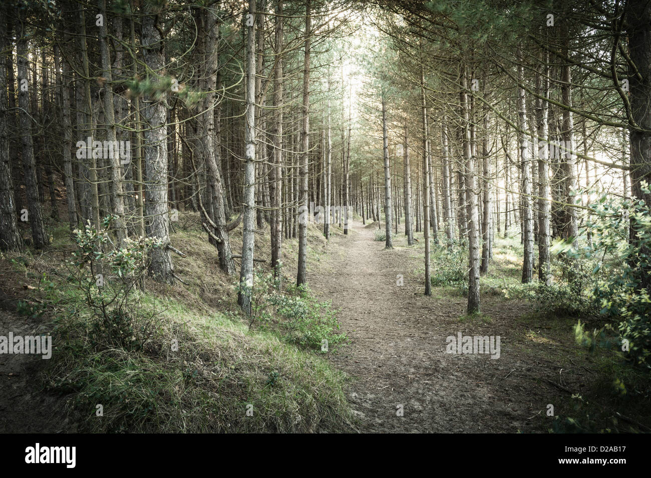 Dirt path in rural forest Stock Photo