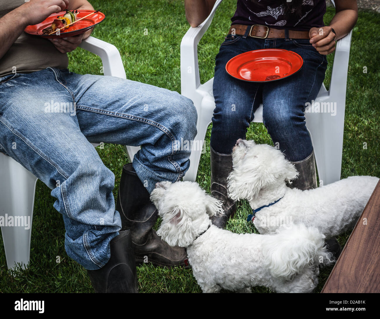 Dogs begging for owners food Stock Photo