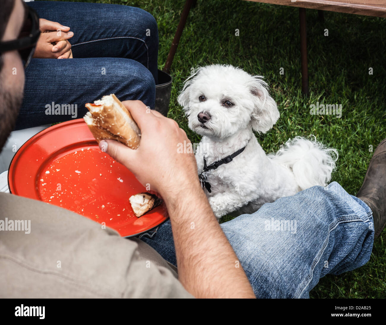 Dog begging for owners food Stock Photo Alamy