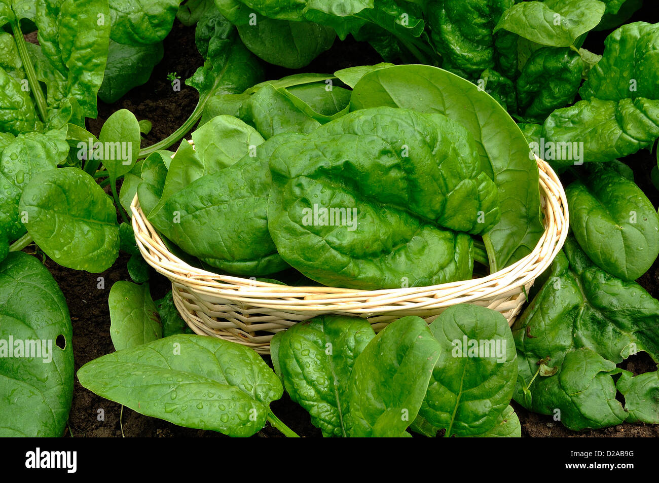 Harvesting spinach (Spinacia oleracea), variety : 'Matador', in the vegetable garden, in june. Stock Photo