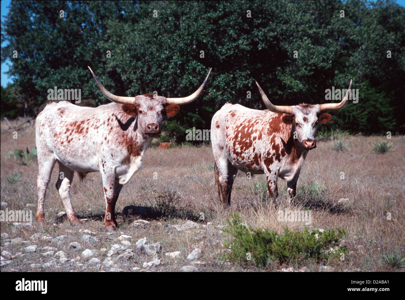 Texas. Longhorn Cattle, Brown And White Stock Photo