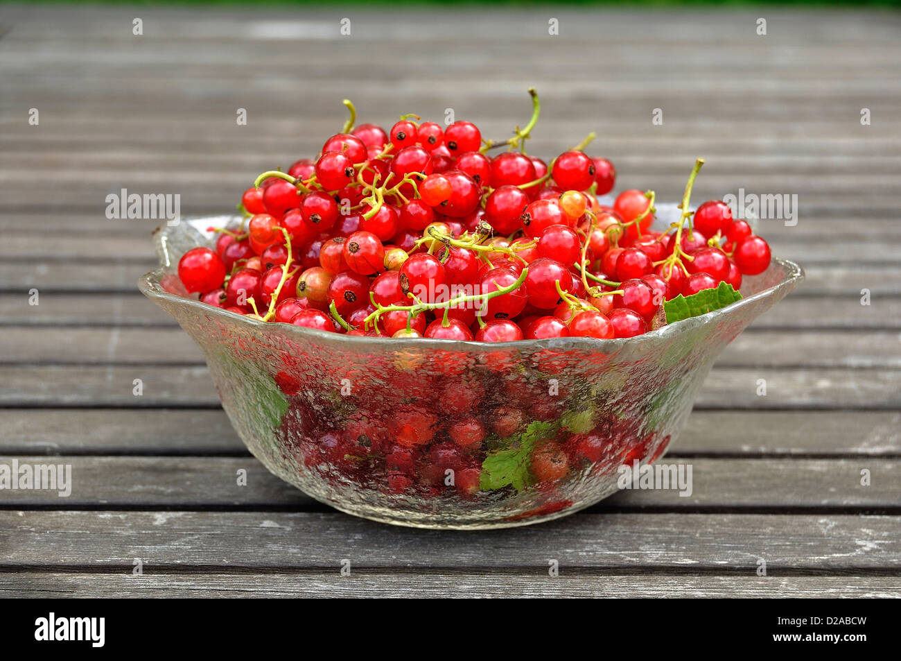 Crop of the redcurrants (Ribes rubrum) of the garden, in june. 'Potager de Suzanne', Le Pas, Mayenne, Loire country, France. Stock Photo