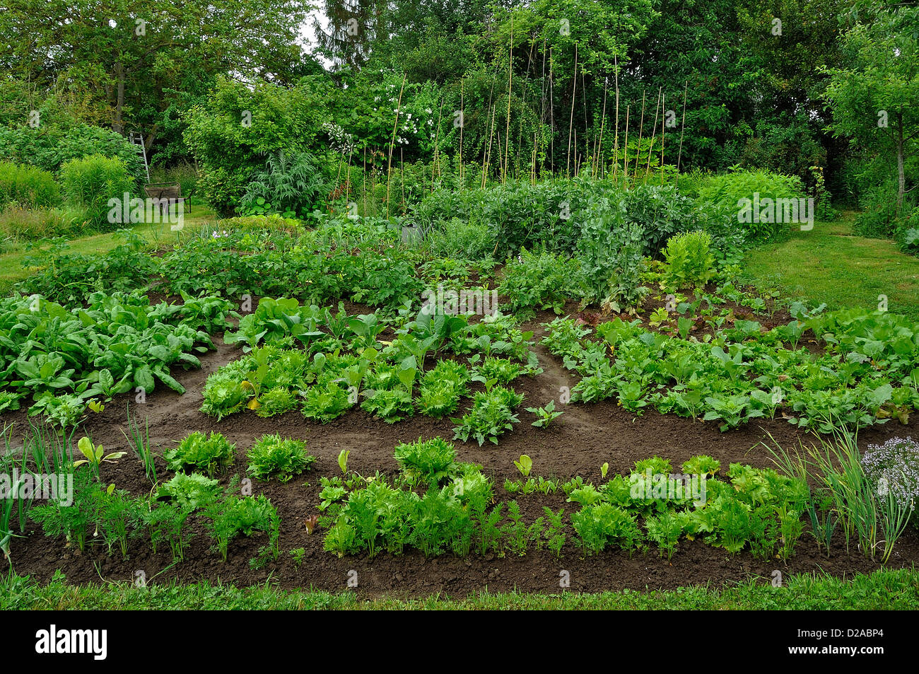 Vegetables plots: carrots and lettuce,spinach, lettuce and Milan cabbage, potatoe, broad beans. Stock Photo