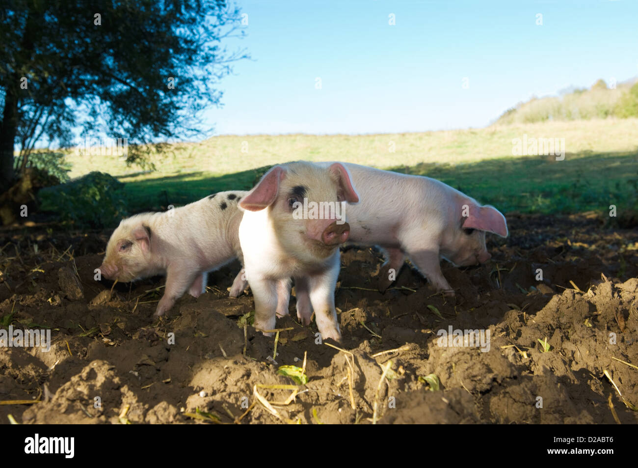 Pigs rooting in dirt field Stock Photo