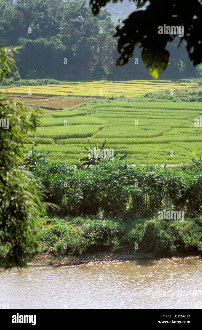 Thailand. Fields. Stock Photo