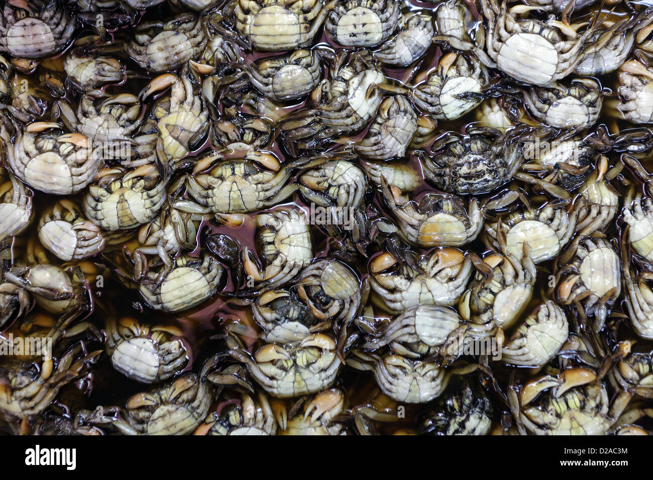 Fresh crabs in asian market, Thailand Stock Photo