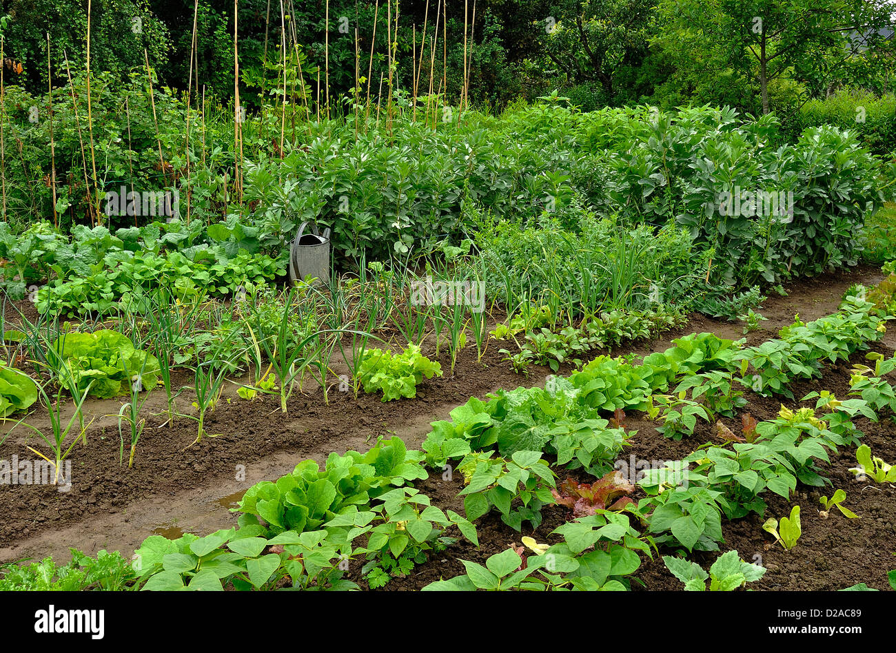 Chinese vegetable garden hires stock photography and images Alamy
