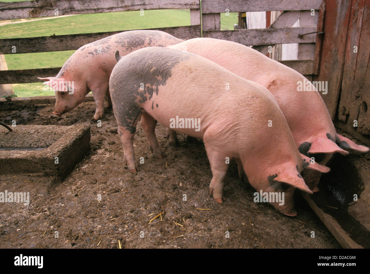 Three Pigs At The Trough Stock Photo Alamy